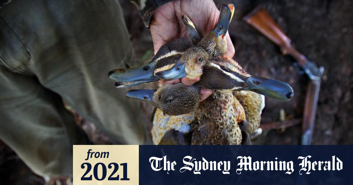 Duck hunting season outcry as Victorian government increases number of